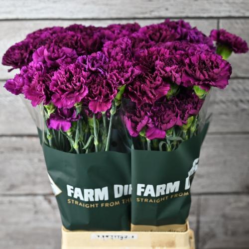 Dianthus standaard Florigene Moontea