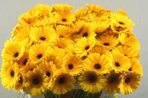 Gerbera mini 'Delmonte'