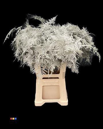 Asparagus overig kleurbehandeld H%