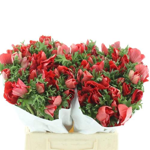 Anemone coronaria 'Mistral Plus Red'