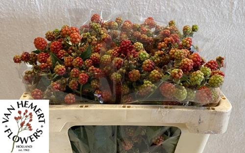 Rubus fruticosus 'Chester'