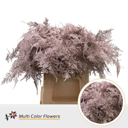 Asparagus overig kleurbehandeld H%