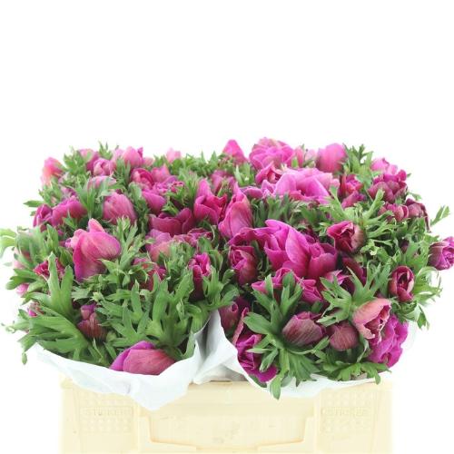 Anemone coronaria 'Mistral Plus Fucsia'