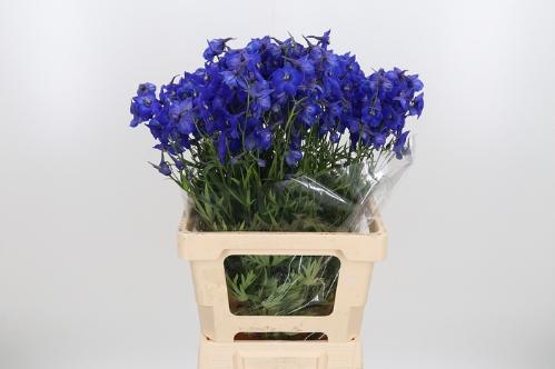 Delphinium Belladonna Grp enkelbloemig 'Atlantis'