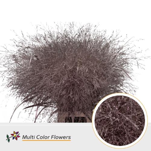 Siergras kleurbehandeld H%