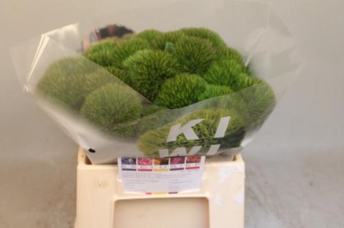 Dianthus barbatus Kiwi Cherry