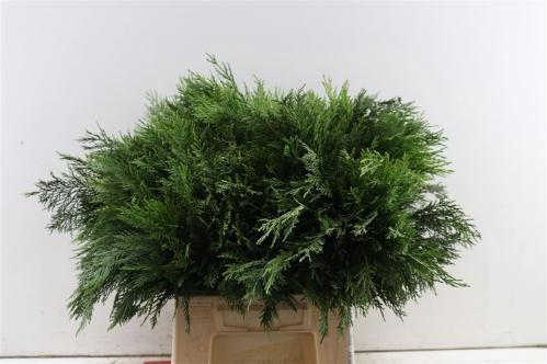 Coniferen snijgroen