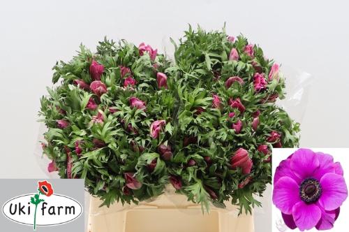 Anemone coronaria 'Galil Purper'