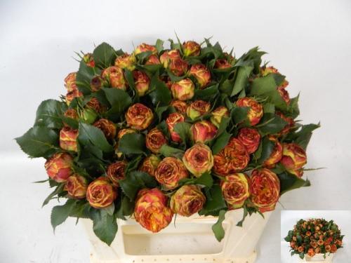 Rosa tros Vulcanica Freelander