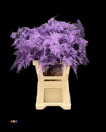 Asparagus overig kleurbehandeld H%