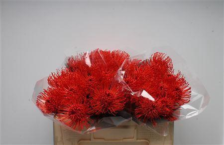 Leucospermum 'Naomi' kleurbehandeld H%