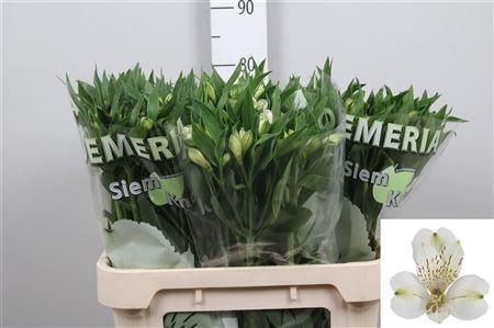 Alstroemeria White Swan