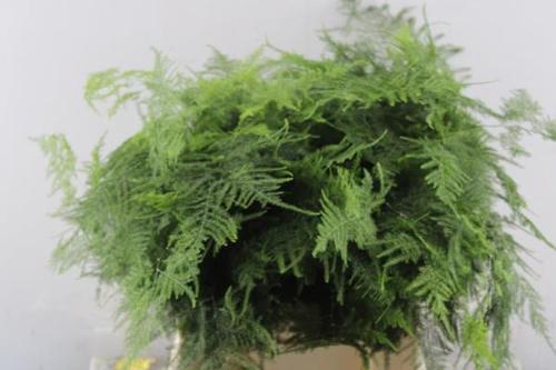 Asparagus setaceus overig