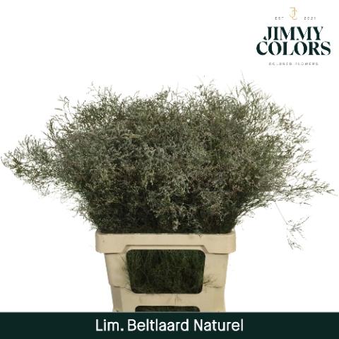 Limonium overig kleurbehandeld H%
