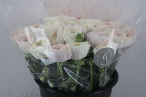 Ranunculus asiaticus Succes Hanoi