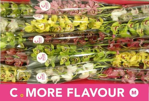 Cymbidium mini per tak gemengd