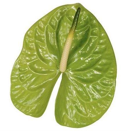 Anthurium Andreanum Grp Midori Improved