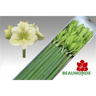 Hippeastrum Galaxy Grp 'Challenger'