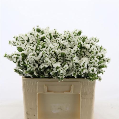 Limonium sinuatum Paula White+