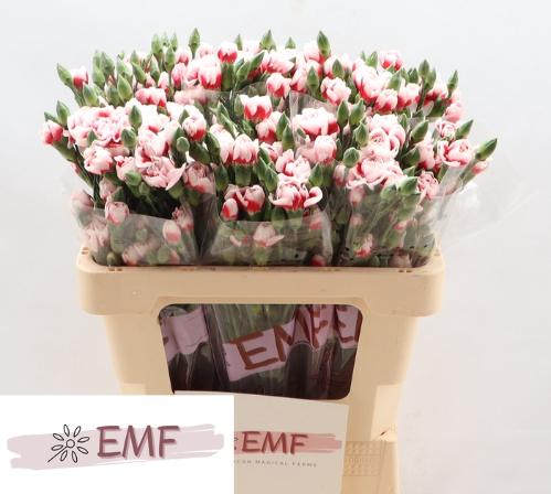 Dianthus tros Swing