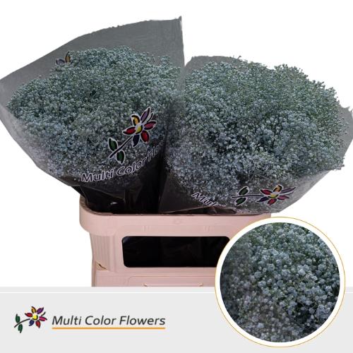 Gypsophila overig kleurbehandeld H%