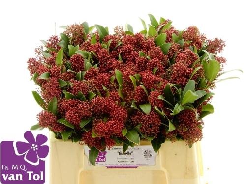 Skimmia per bos japonica 'Rubella'