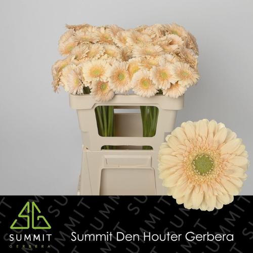 Gerbera mini 'Moët'