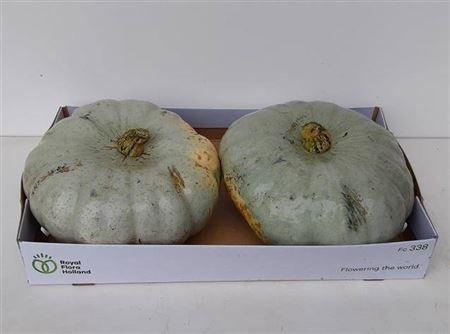 Siervruchten per stuk Cucurbita pepo 'Jarrahdale'