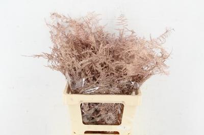 Asparagus overig kleurbehandeld H%