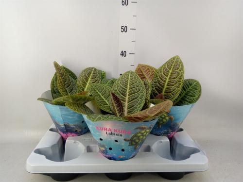 Overig planten 6%