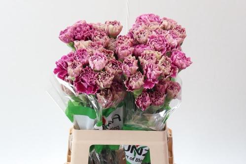 Dianthus standaard 'Antigua'