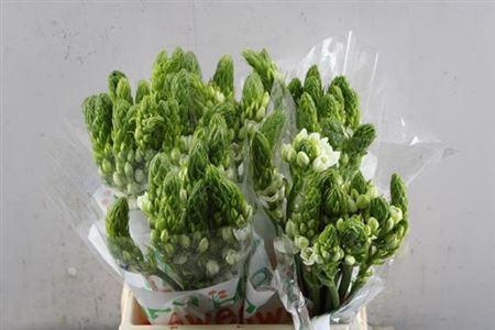 Ornithogalum thyrsoides 'Milky Way'