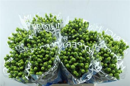 Hypericum Coco Bamboo