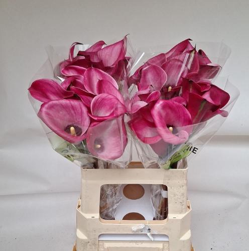 Zantedeschia Beijing