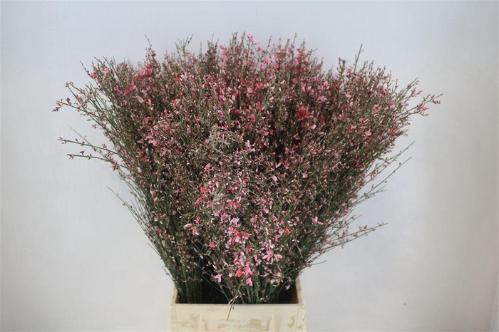 Genista overig wit per bos