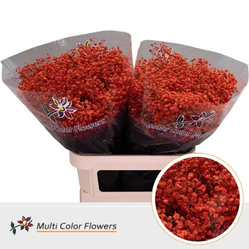 Gypsophila overig kleurbehandeld H%