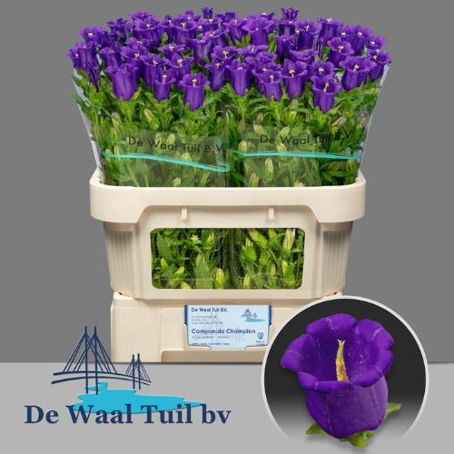 Campanula medium 'Champion Blue'