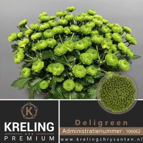 Chrysanthemum (Indicum Grp) tros Deligreen