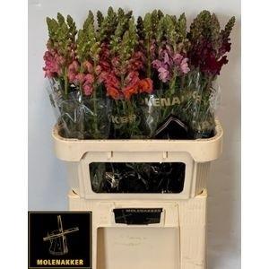 Antirrhinum majus gemengd in fust