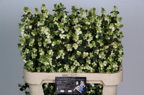 Symphoricarpos Magical Lemon And Lime