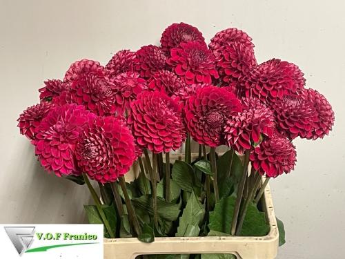 Dahlia 'Cornel'