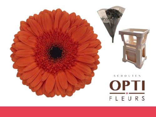 Gerbera grootbloemig 'Capella'