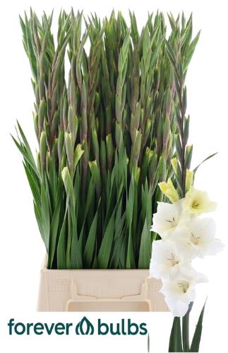 Gladiolus kleinbloemig Glamini Amber