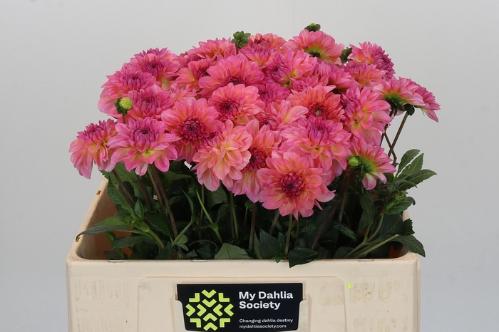 Dahlia Decor Grp 'Esli'