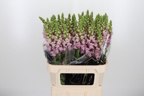 Antirrhinum majus 'Potomac lavender'