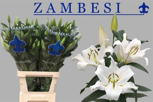 Lilium Oriental x Trumpet Grp 'Zambesi'