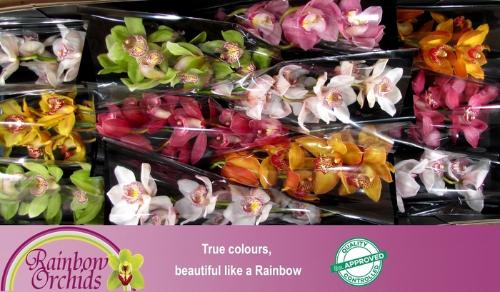 Cymbidium grootbloemig per tak gemengd