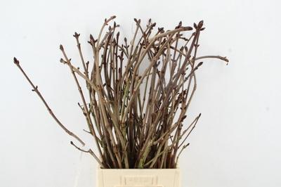 Kastanje-tak (Aesculus)