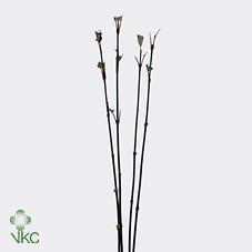 Cornus alba 'Kesselringii'