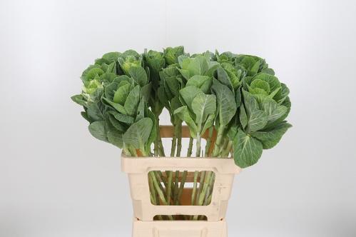 Brassica oleracea 'White Crane'